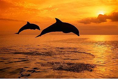 下载《漫威金刚狼》开发版用户会收到DMCA通知